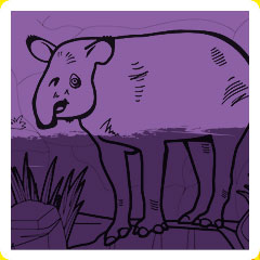 tapir coloring