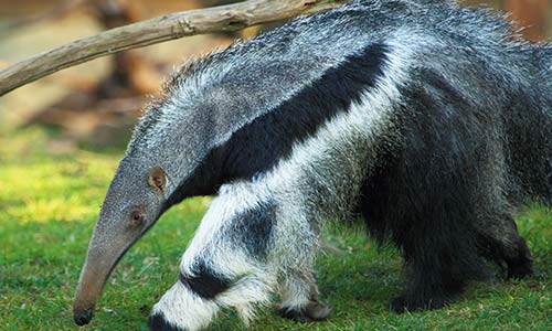[Image: anteater_gallery3.jpg]
