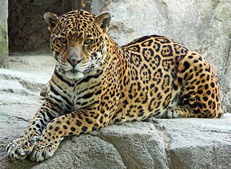 Zoo New England Mourns Death of Jaguar