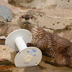 otter with enrichment