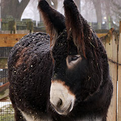 Poitou donkey