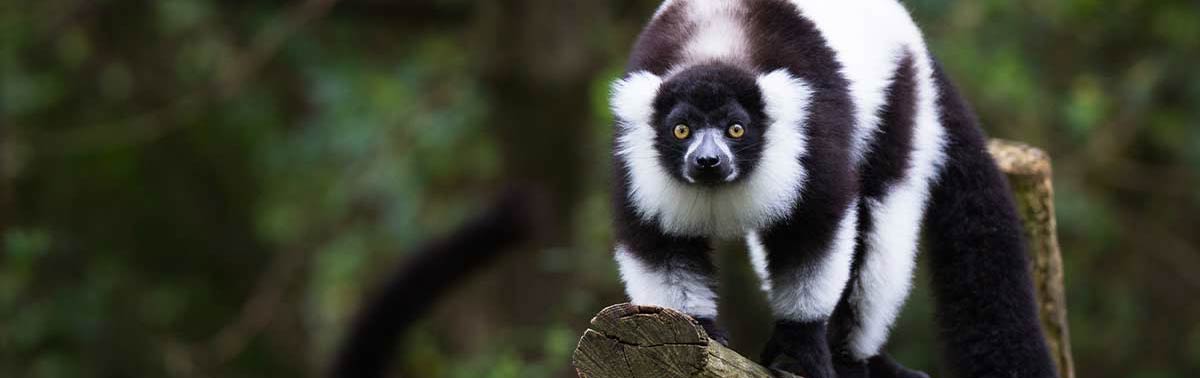 lemur on branch