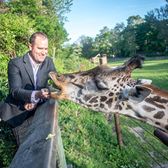 giraffe feeding