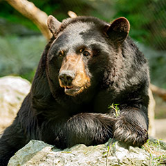 black bear