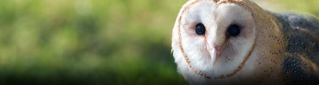 Barn owl