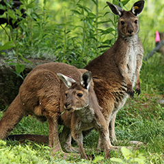 western gray kangaroos