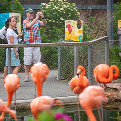 guests and flamingos