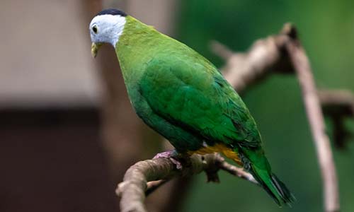 Black-naped fruit dove