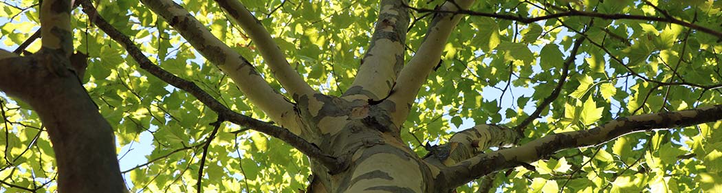 tree canopy at Franklin Park Zoo