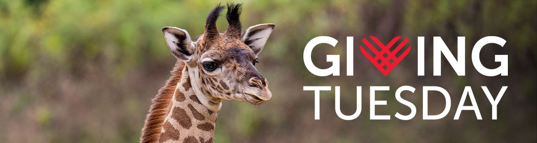 Giving Tuesday banner with logo and giraffe