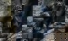 western lowland gorilla