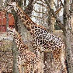 giraffe mom amari with son, packy