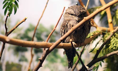 tawny frogmouth