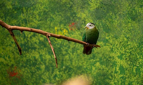 Black-naped fruit dove