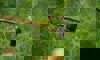 Black-naped fruit dove