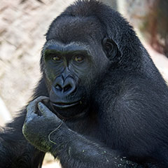 western lowland gorilla