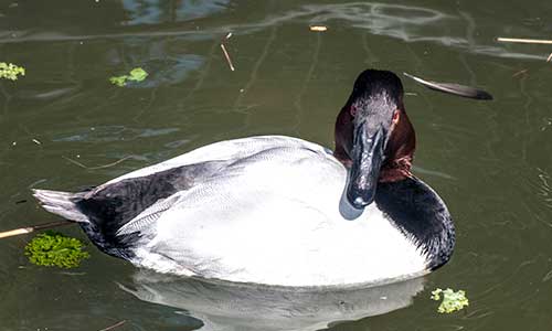 canvasback duck