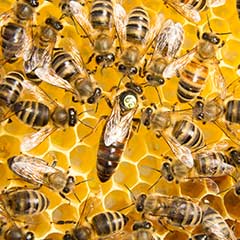 Honeybees Box