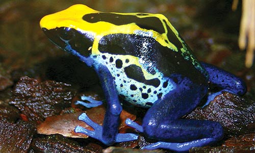 Dyeingpoisonfrog Gallery