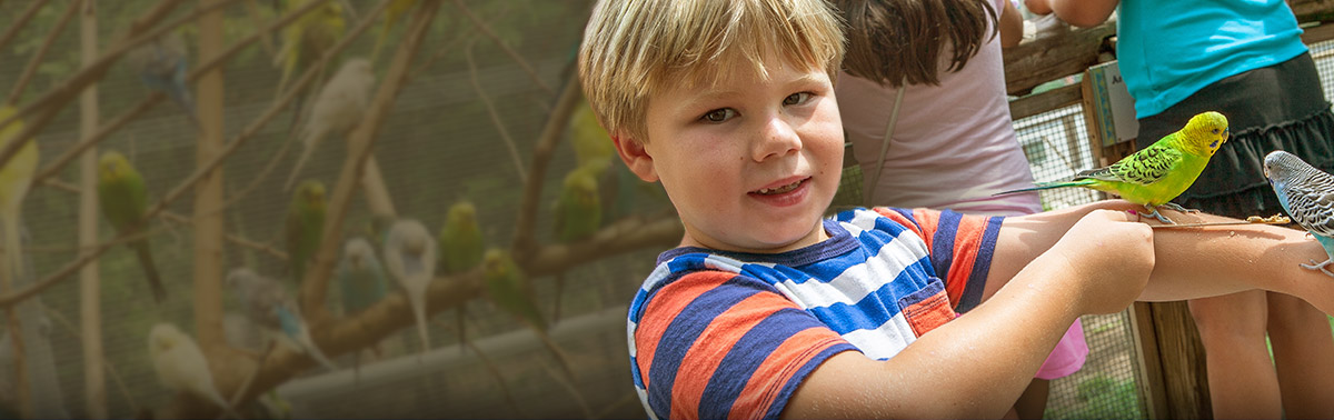 child with budgie