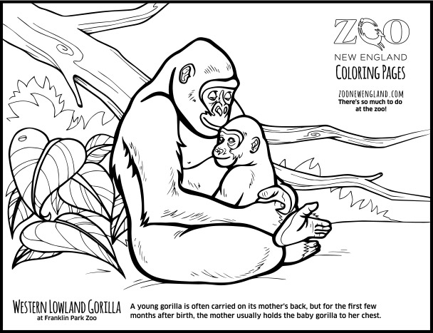 color a gorilla
