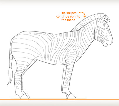 how to draw a zebra