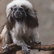 cottontop tamarin