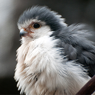 pygym falcon
