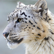 Snow Leopard2