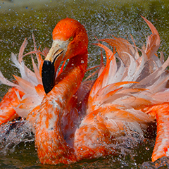 flamingo splashing