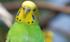 Budgie