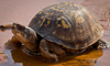 eastern box turtle