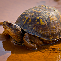 Easternboxturtle Box