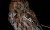 Eastern screech owl