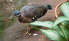 sunbittern