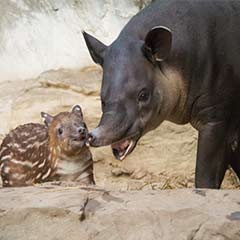 tapir family