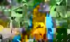 macaw