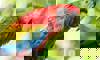 macaw