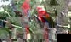 macaws