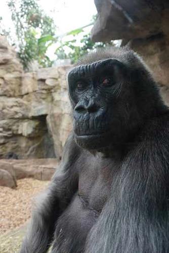 Gigi the gorilla