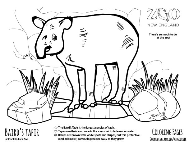 color a tapir