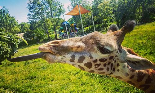 A giraffe sticking out its tongue