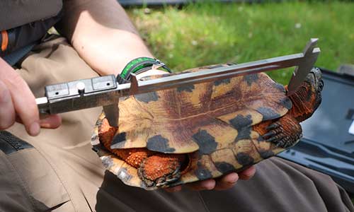 measuring turtle shell