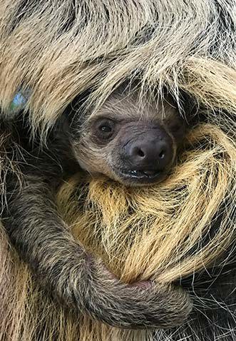Sloth baby