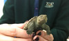 baby turtle