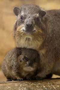 Rock Hyrax | Stone Zoo