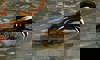 hooded merganser