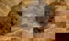rock hyrax