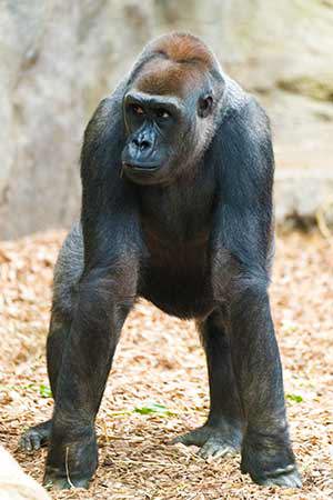 Kimani the Gorilla