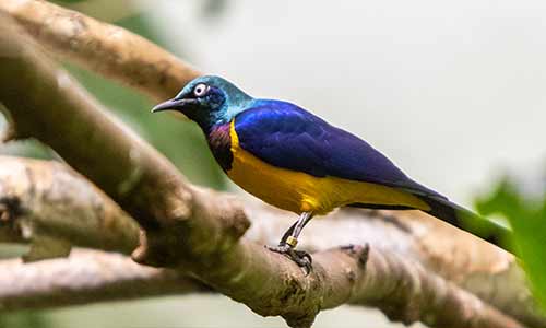 golden breasted starling